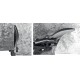 Ножницы по металлу правые Hercules, 250 мм STAYER Professional 2321_z01